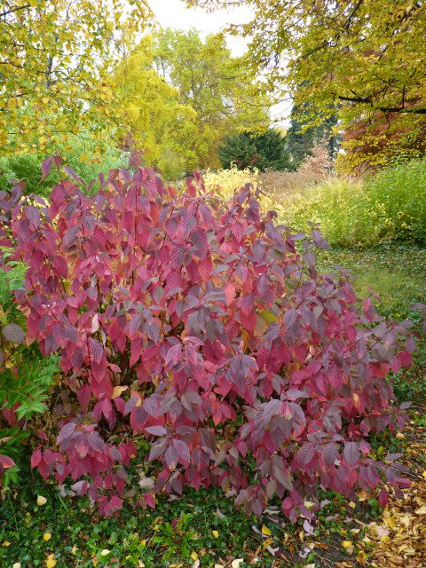 Cornus alba automne
